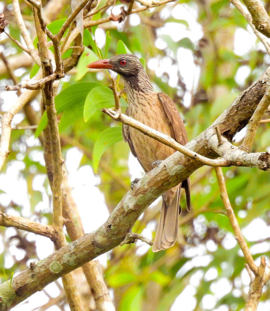 Brown Oriole - ML640954400