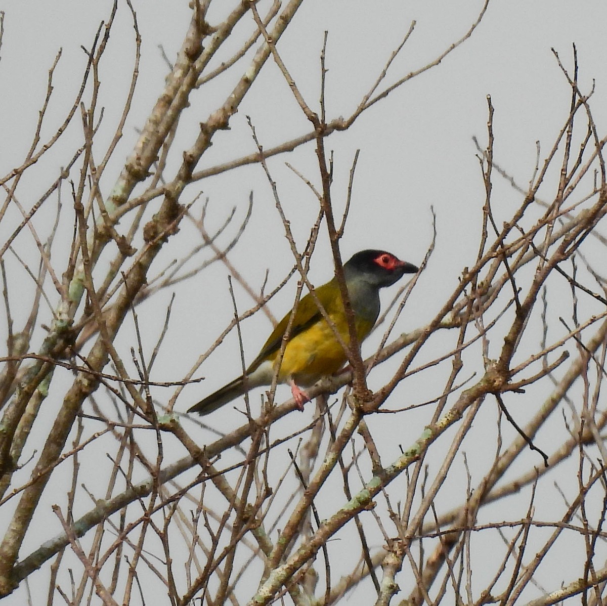 Australasian Figbird (Papuan) - ML640954404
