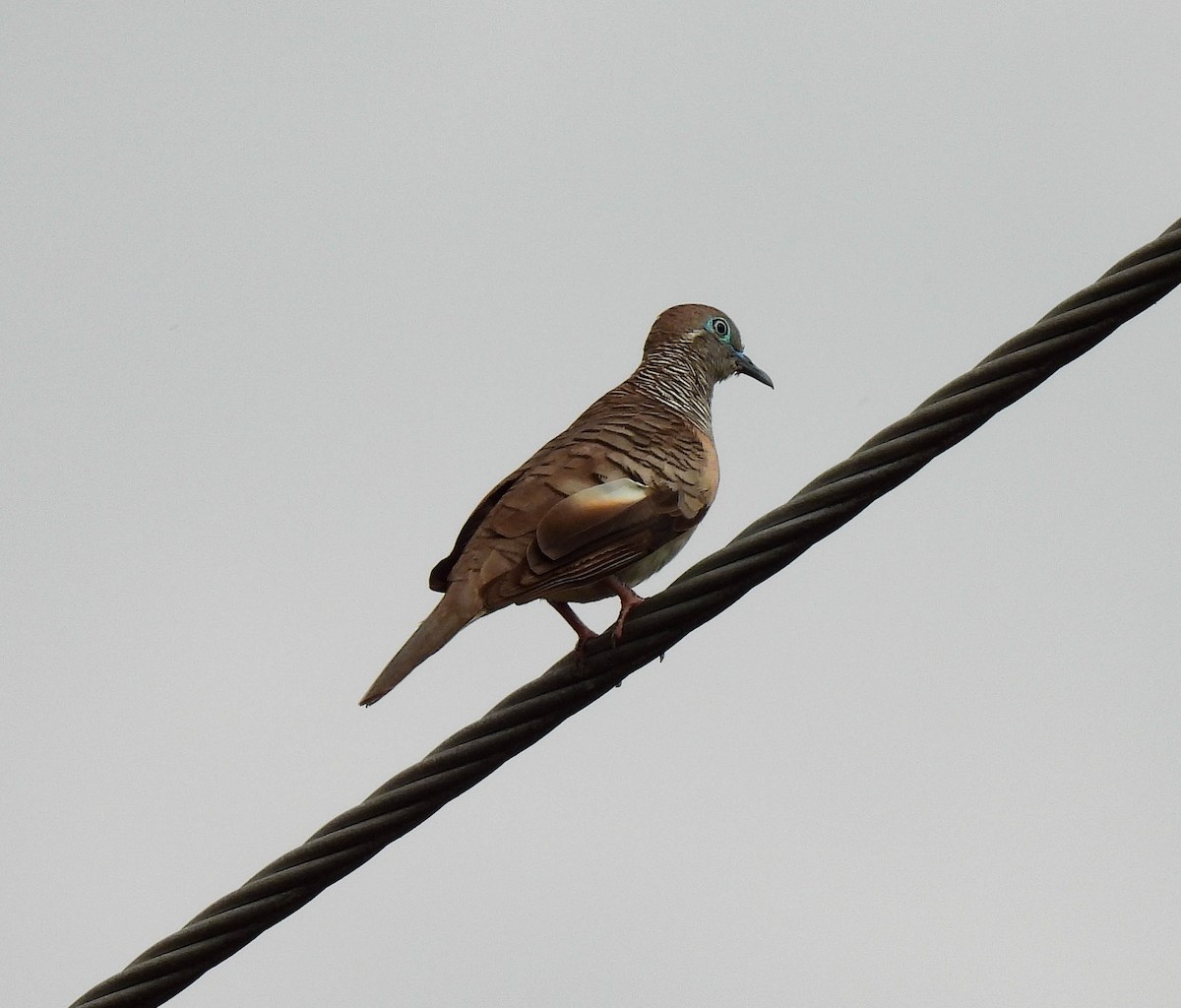 Peaceful Dove - ML640954441