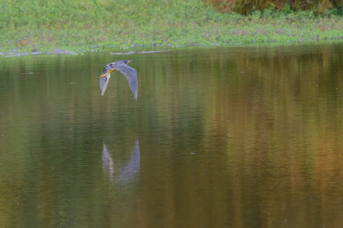 Tricolored Heron - ML640954451