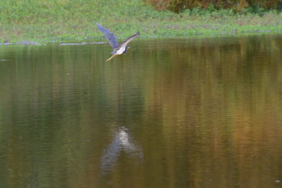 Tricolored Heron - ML640954452