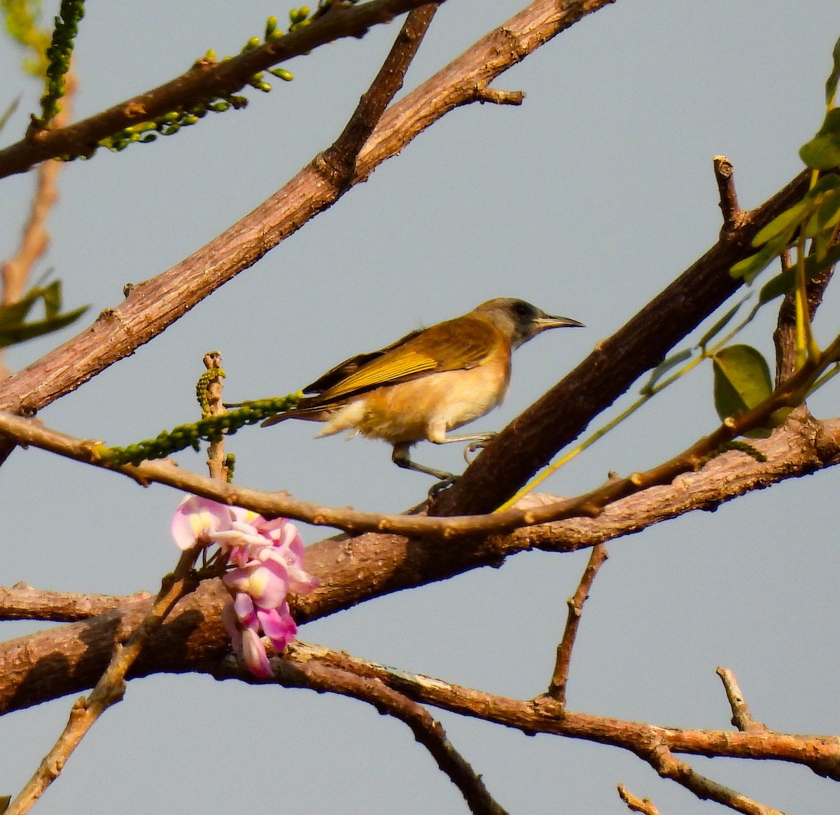 Rufous-banded Honeyeater - ML640954455