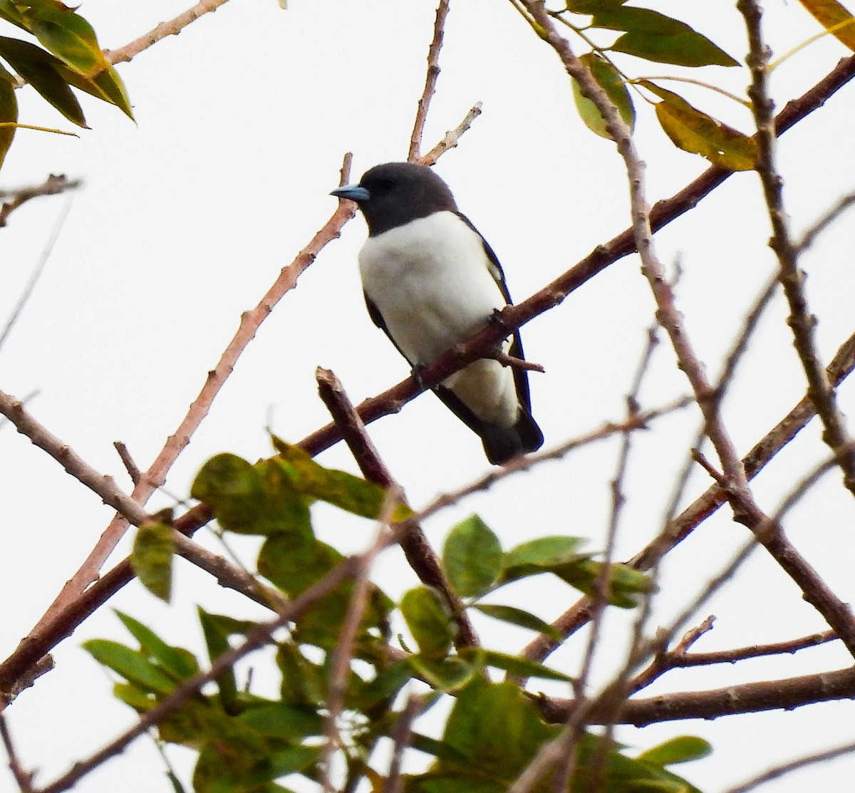 White-breasted Woodswallow - ML640954467