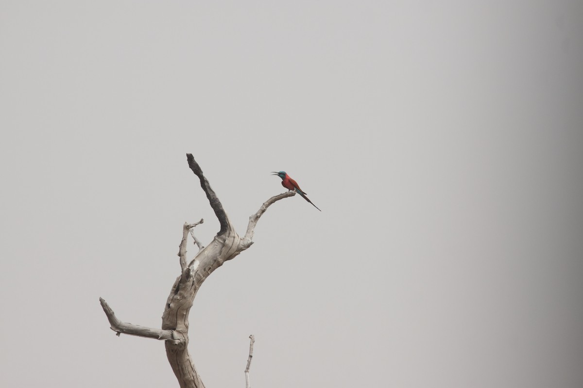 Northern Carmine Bee-eater - ML640954471