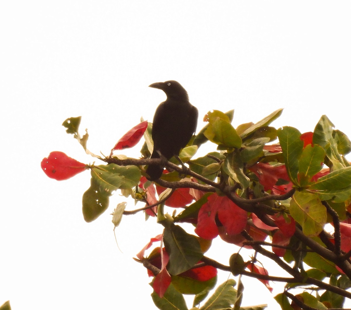 Torresian Crow - ML640954474