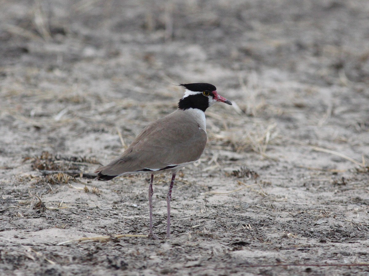Black-headed Lapwing - ML640954481