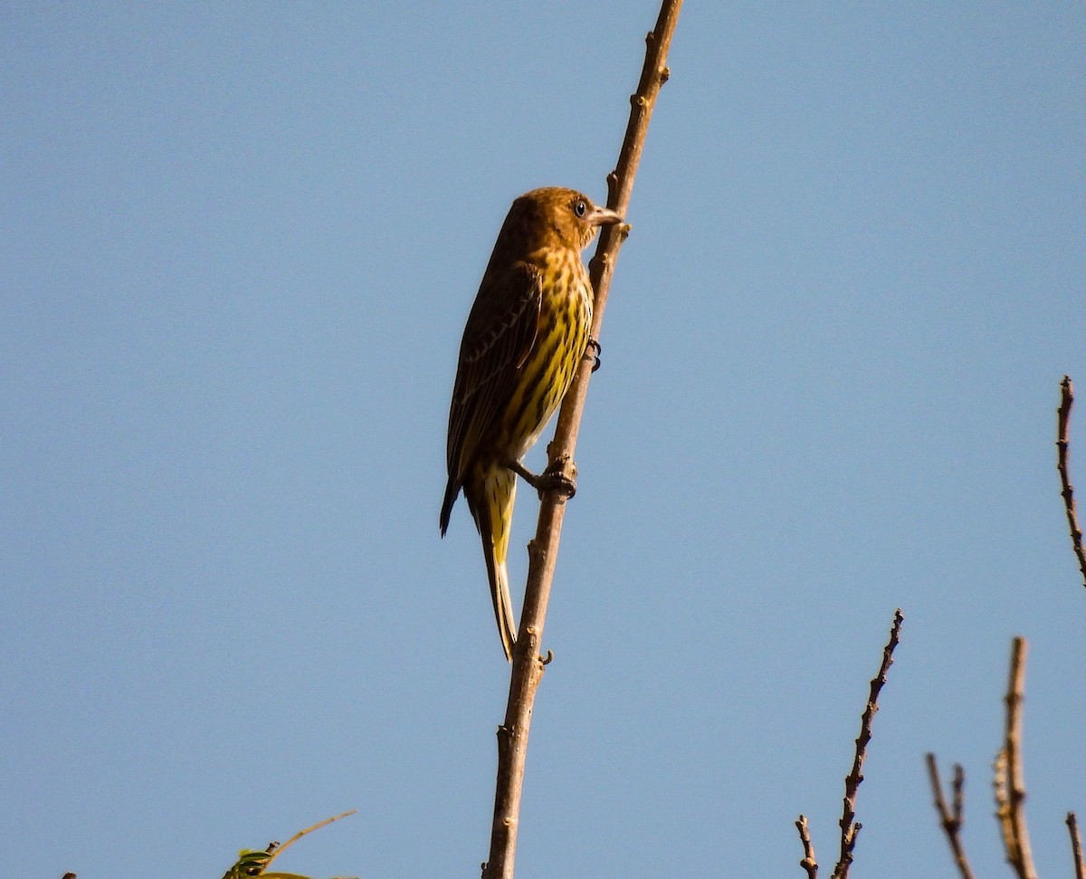 Australasian Figbird - ML640954482