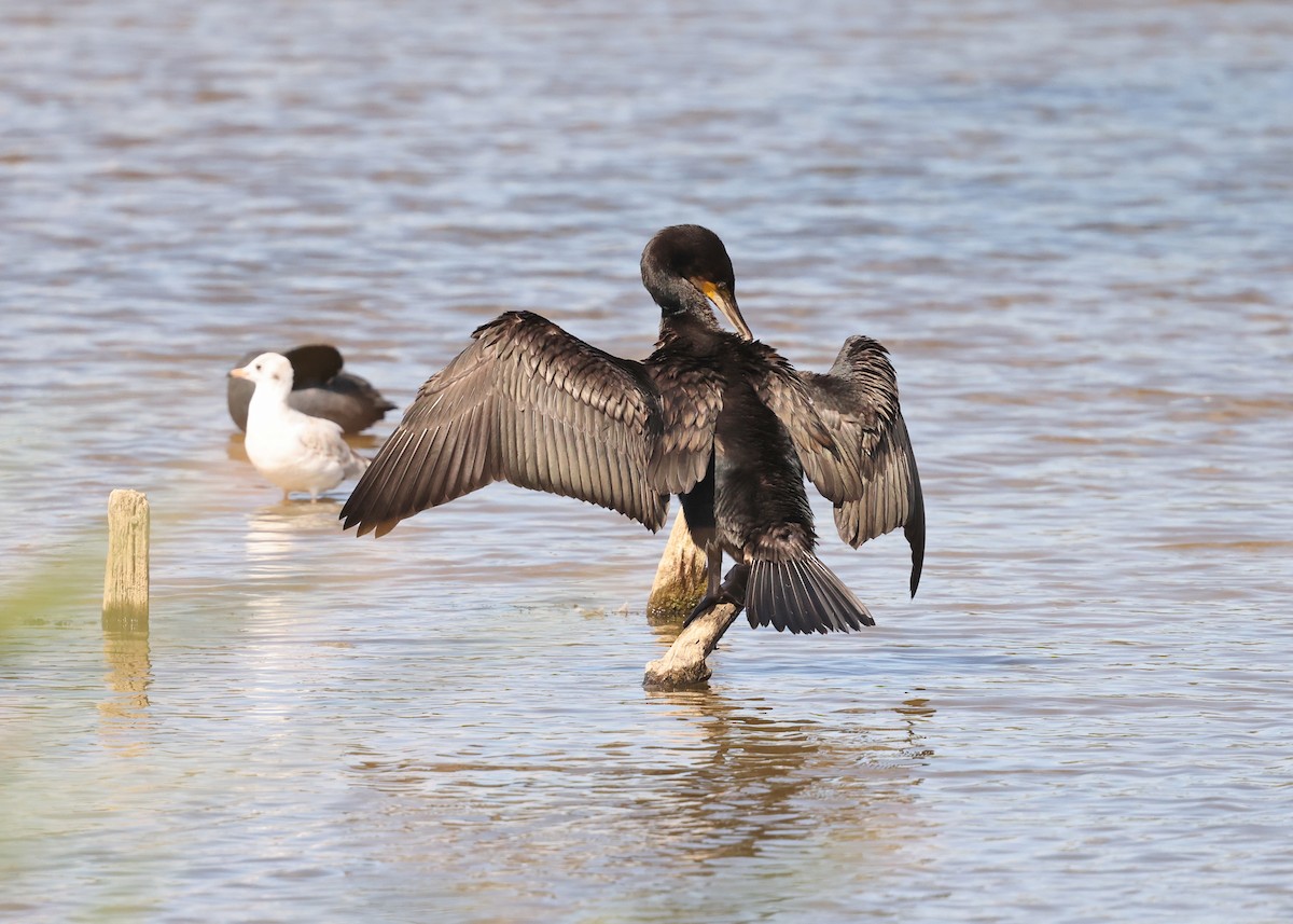 Kormoran - ML640954483