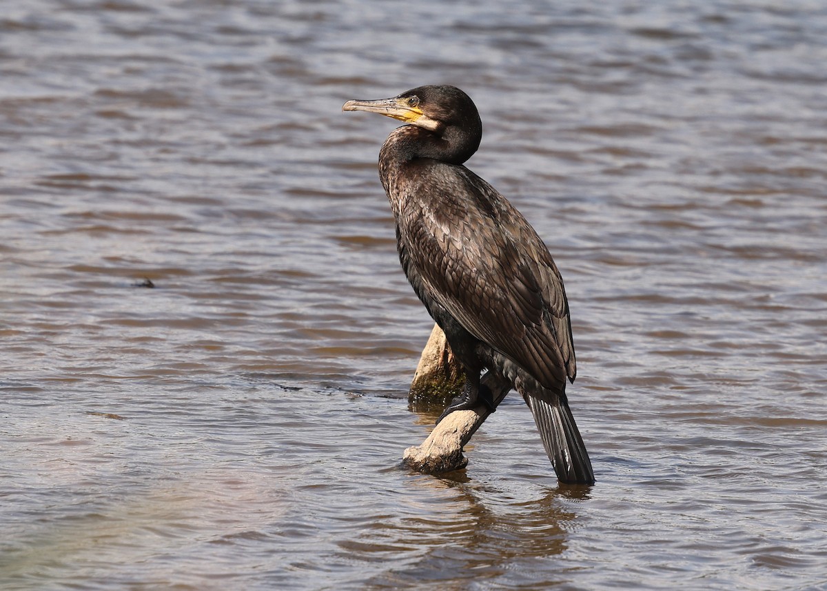 Kormoran - ML640954484