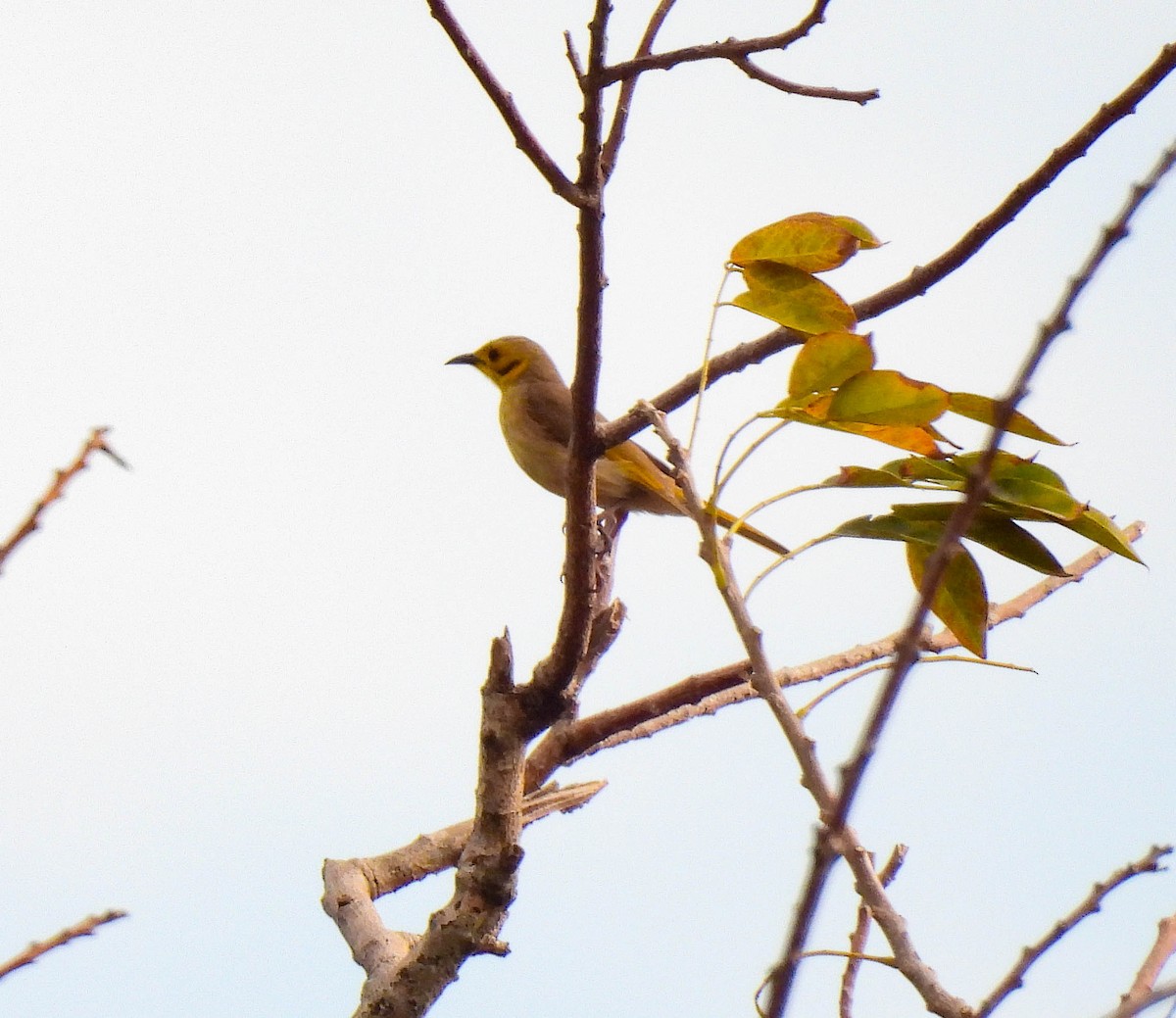 Yellow-tinted Honeyeater - ML640954491