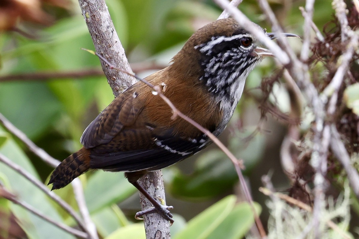 Bar-winged Wood-Wren - ML640954600