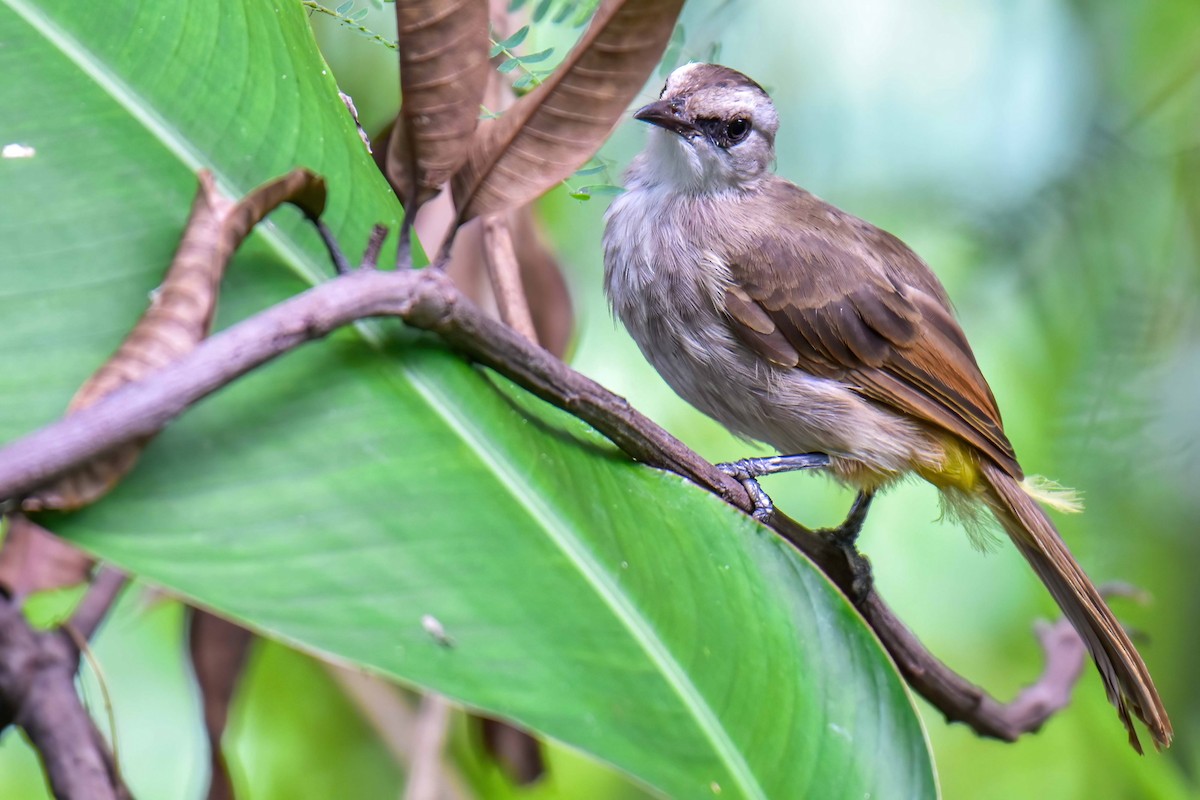 Yellow-vented Bulbul - ML640954670