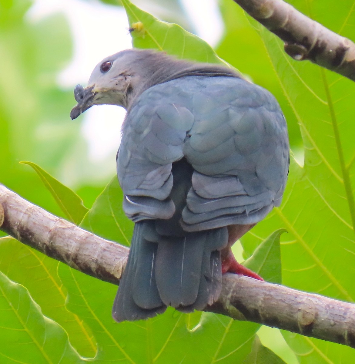 Micronesian Imperial-Pigeon - ML640954696