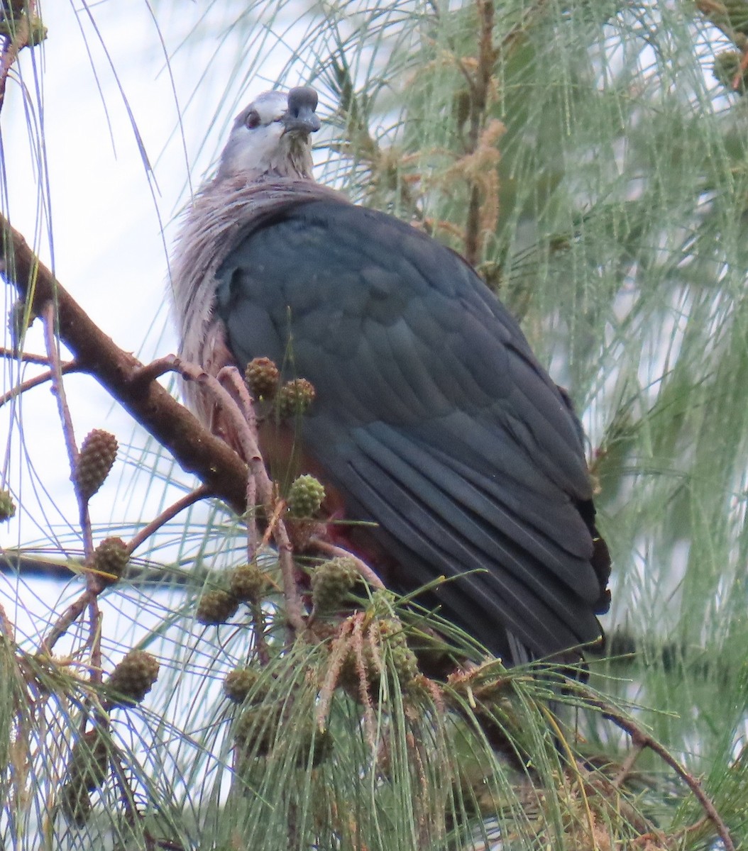 Micronesian Imperial-Pigeon - ML640954697