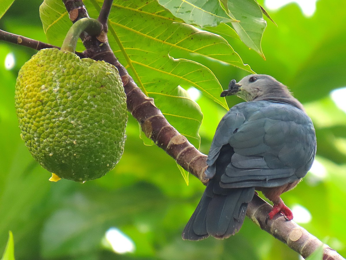 Micronesian Imperial-Pigeon - ML640954700