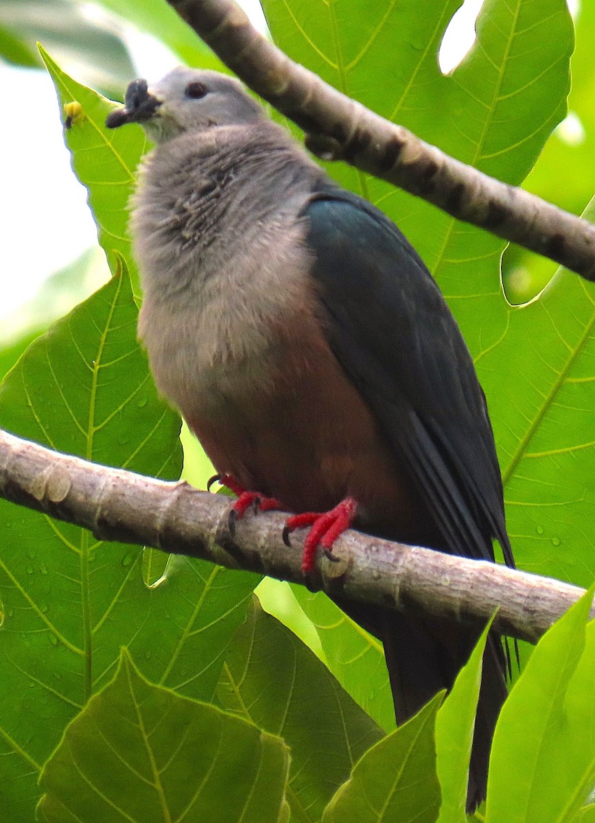 Micronesian Imperial-Pigeon - ML640954701