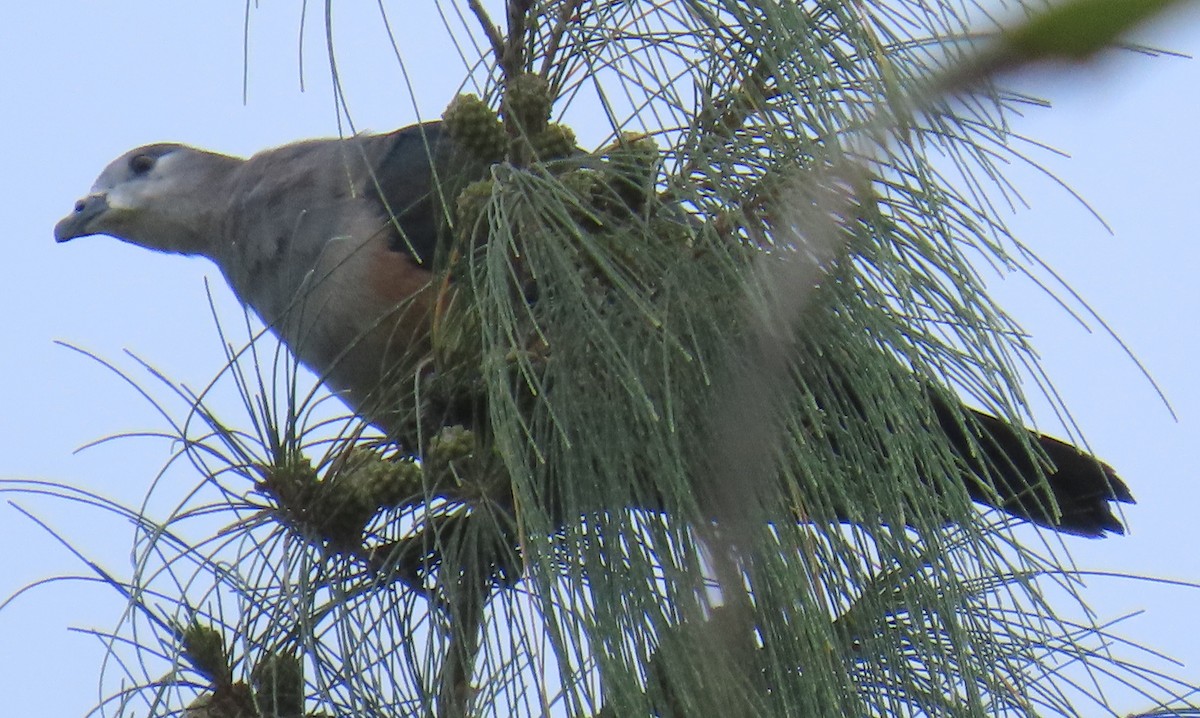 Micronesian Imperial-Pigeon - ML640954702