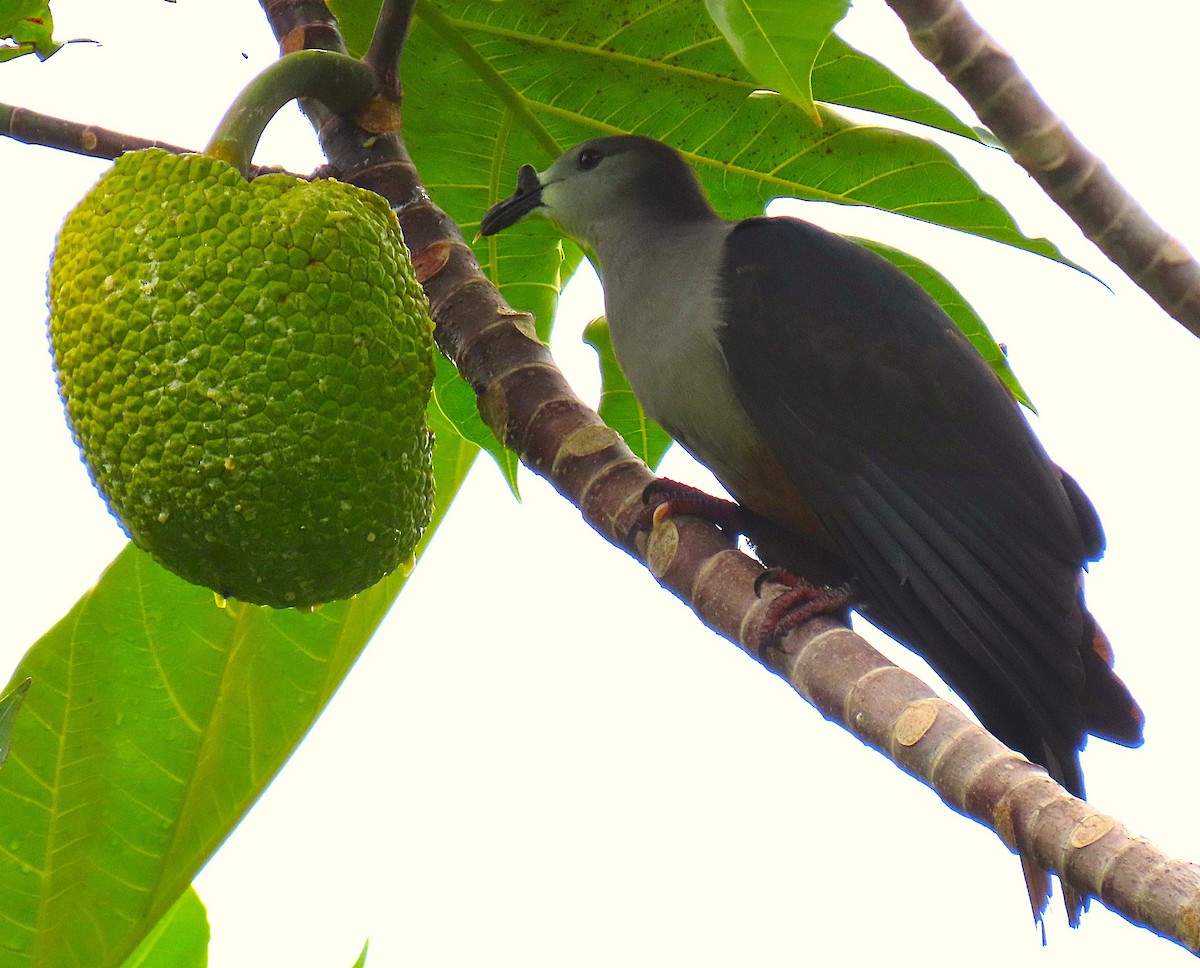 Micronesian Imperial-Pigeon - ML640954703