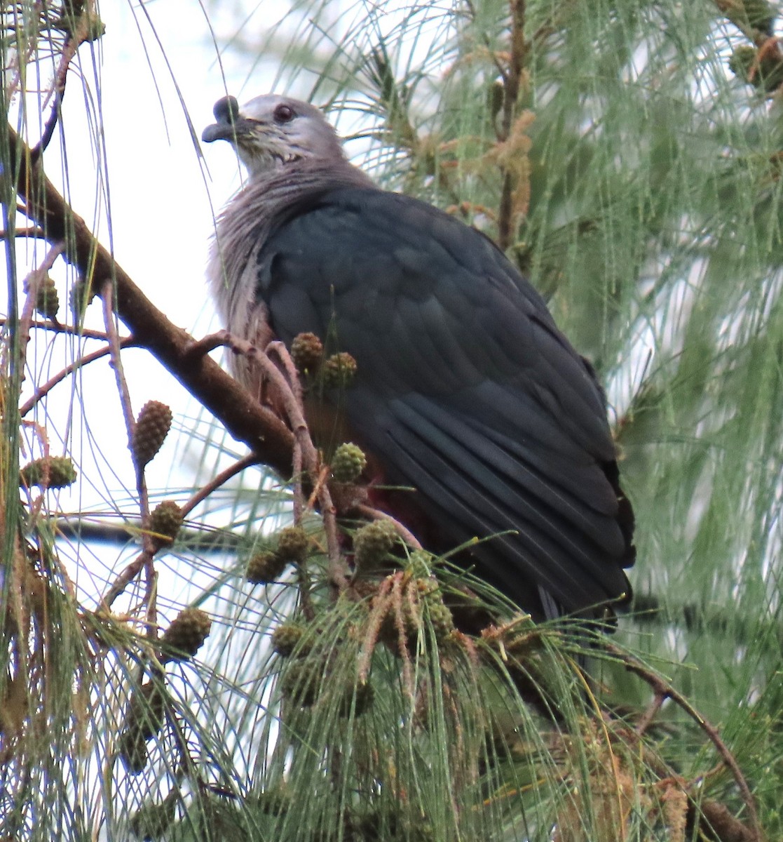 Micronesian Imperial-Pigeon - ML640954704