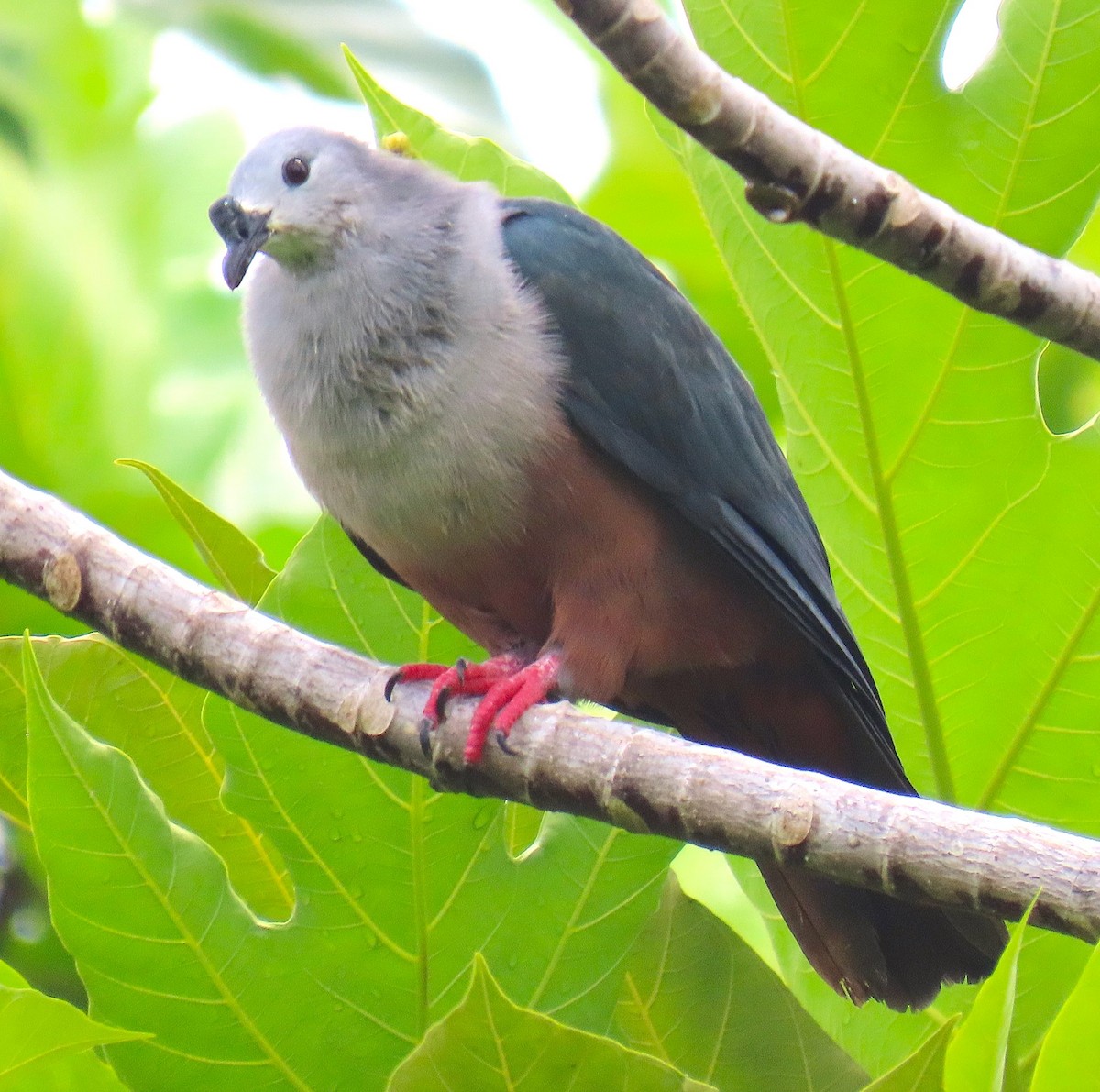 Micronesian Imperial-Pigeon - ML640954706