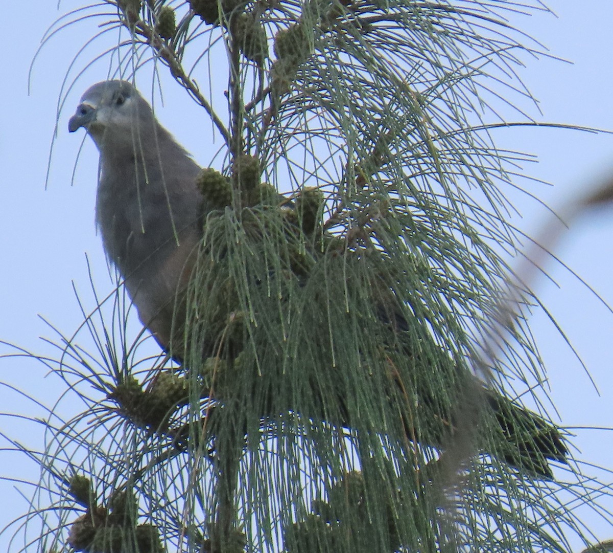 Micronesian Imperial-Pigeon - ML640954708