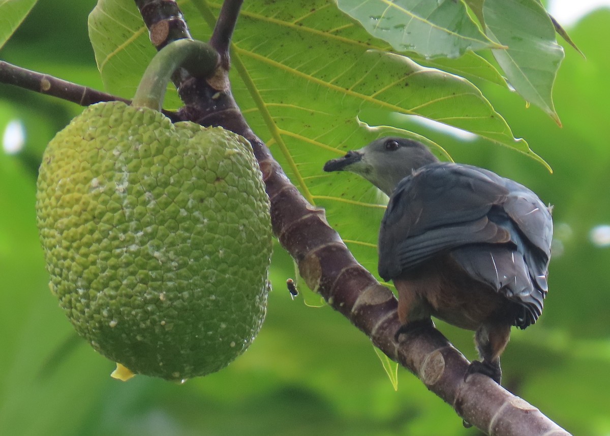 Micronesian Imperial-Pigeon - ML640954709