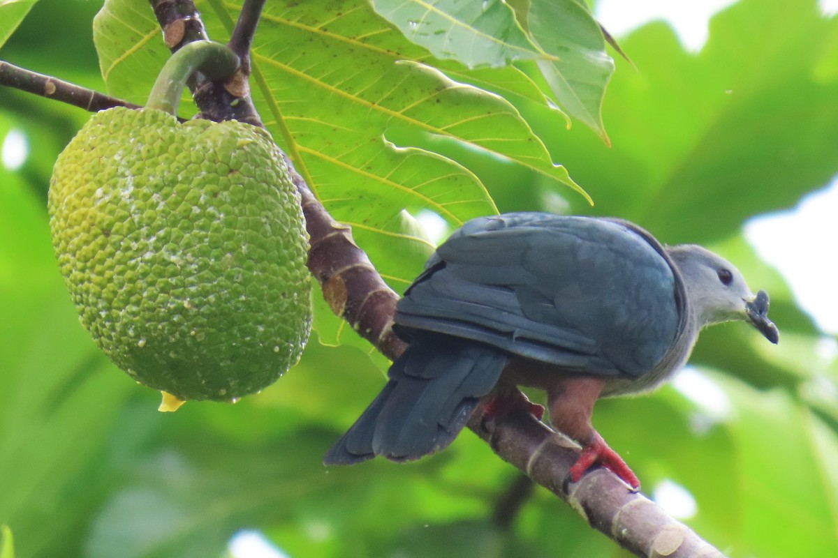 Micronesian Imperial-Pigeon - ML640954710