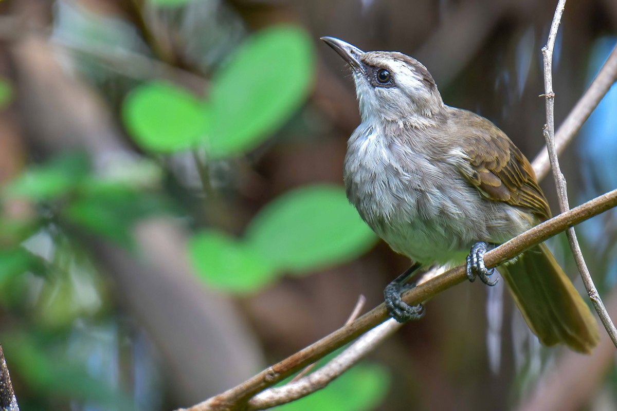 Yellow-vented Bulbul - ML640954733