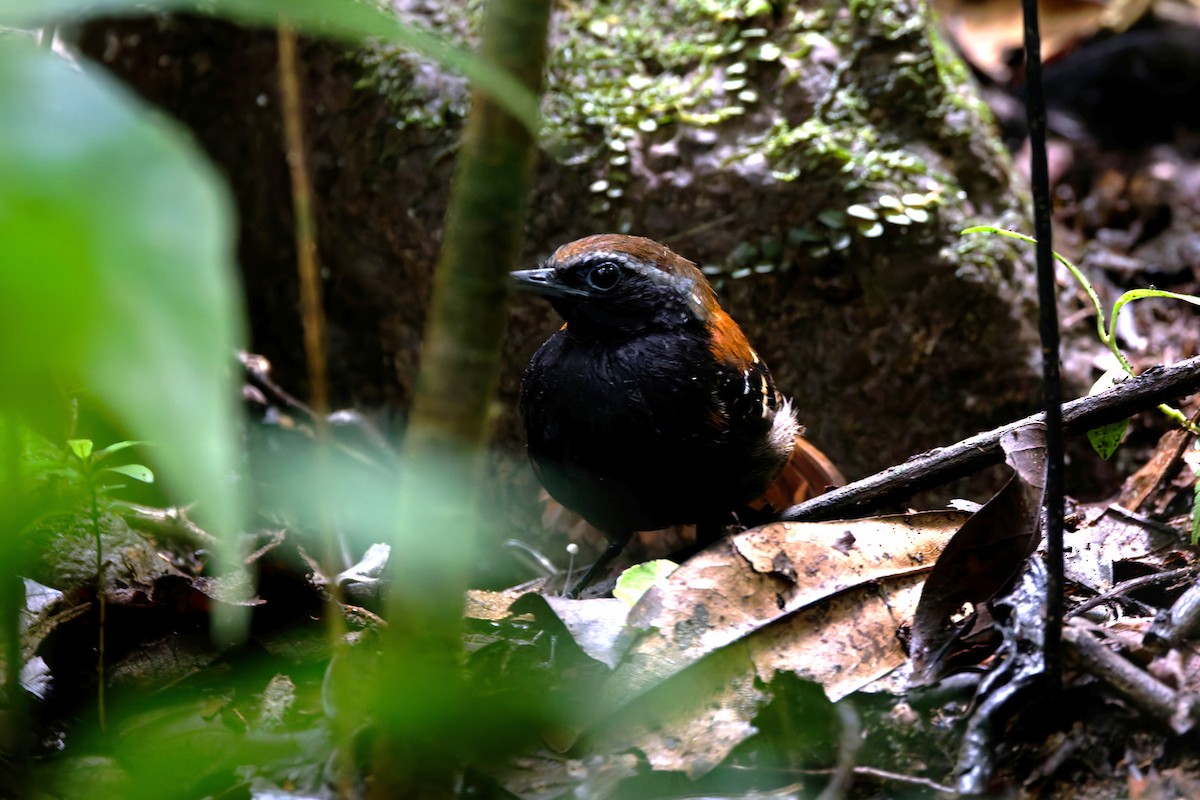 Cordillera Azul Antbird - ML640954753