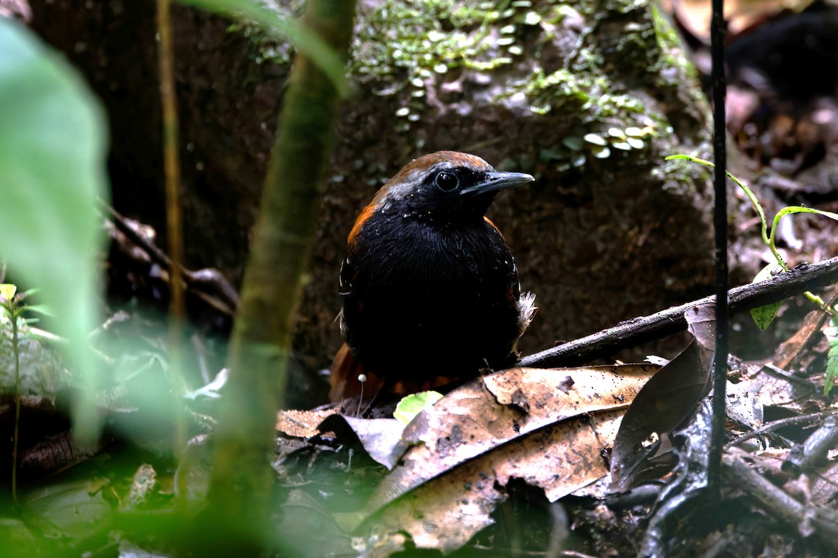 Cordillera Azul Antbird - ML640954755