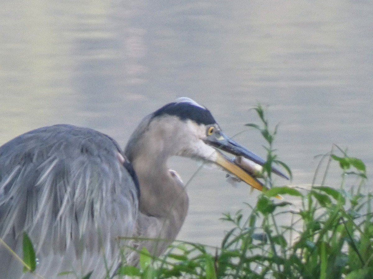 Great Blue Heron - ML640954756