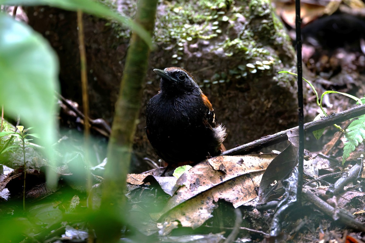 Cordillera Azul Antbird - ML640954757