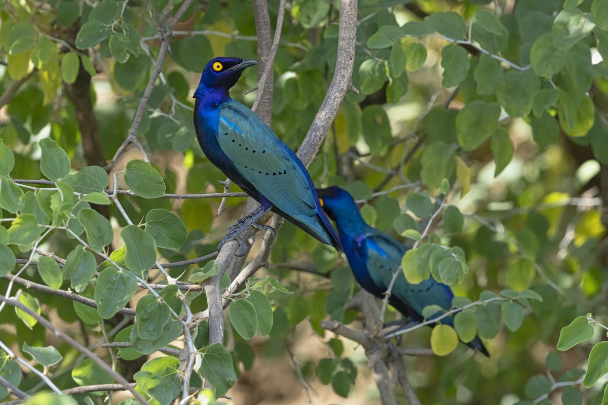 Purple Starling - ML640954759