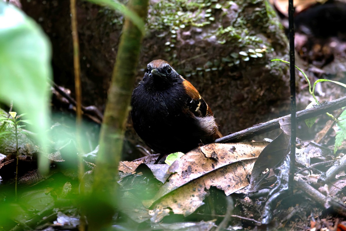 Cordillera Azul Antbird - ML640954760
