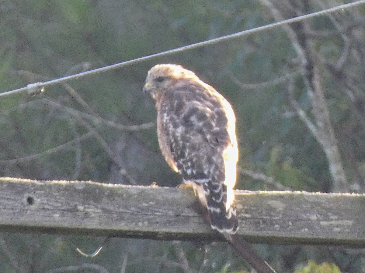 Red-shouldered Hawk - ML640954761