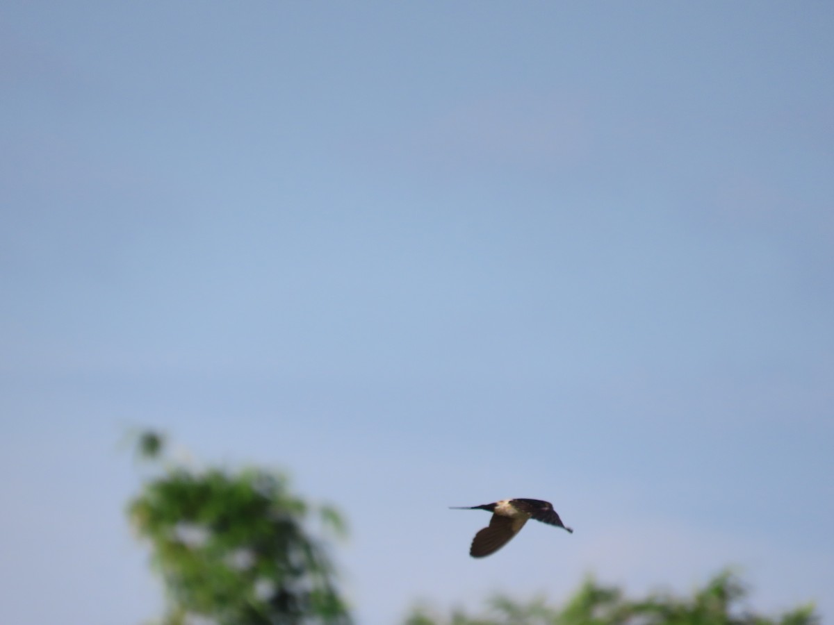 Eastern Red-rumped Swallow (Striated) - ML640954763