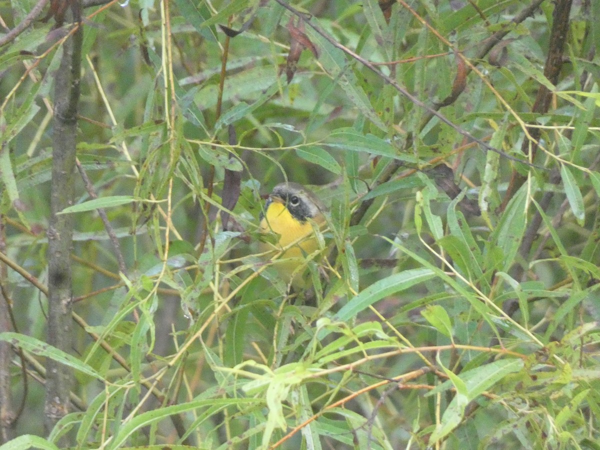 Common Yellowthroat - ML640954784