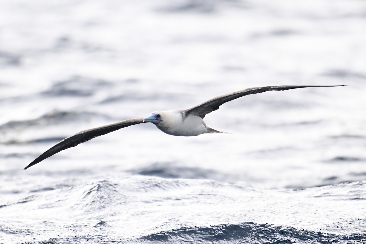 Red-footed Booby - ML640954836