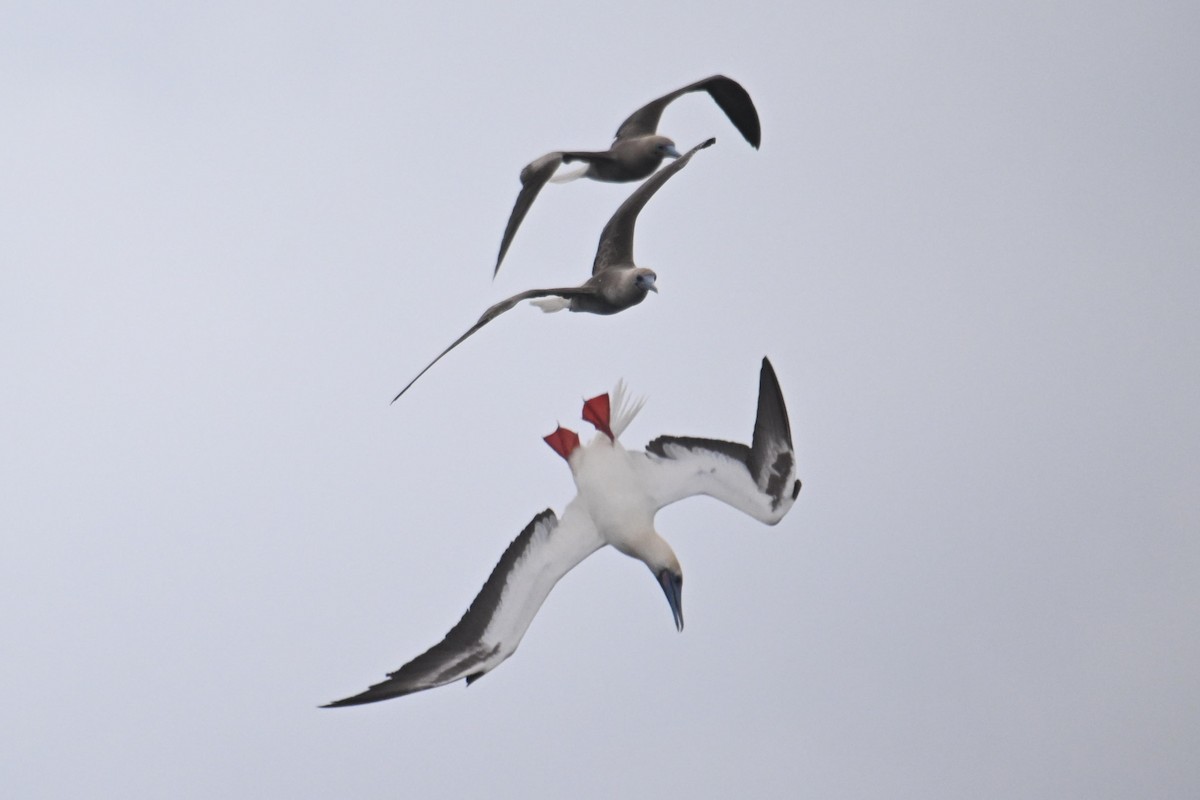 Red-footed Booby - ML640954840