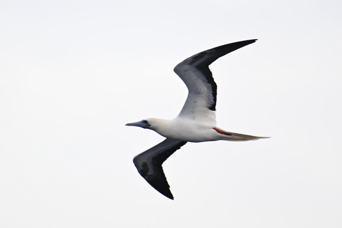 Red-footed Booby - ML640954842