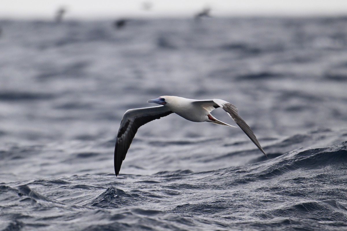 Red-footed Booby - ML640954845