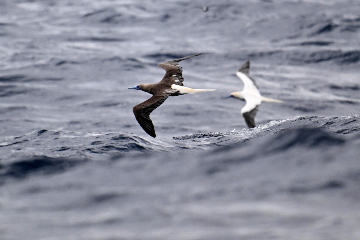 Red-footed Booby - ML640954846
