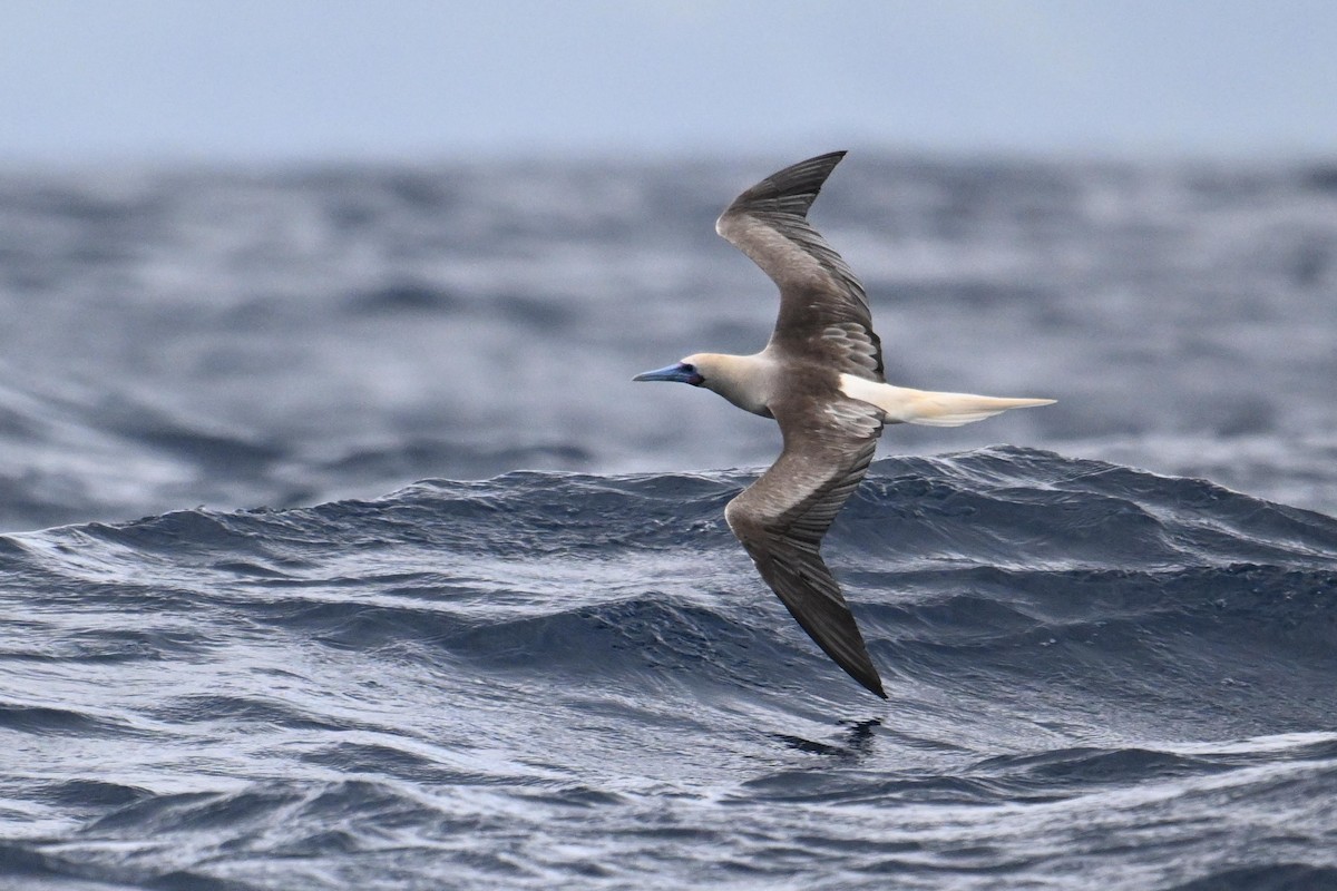 Red-footed Booby - ML640954847