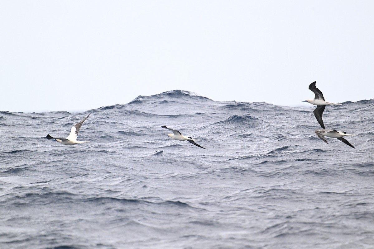 Red-footed Booby - ML640954848