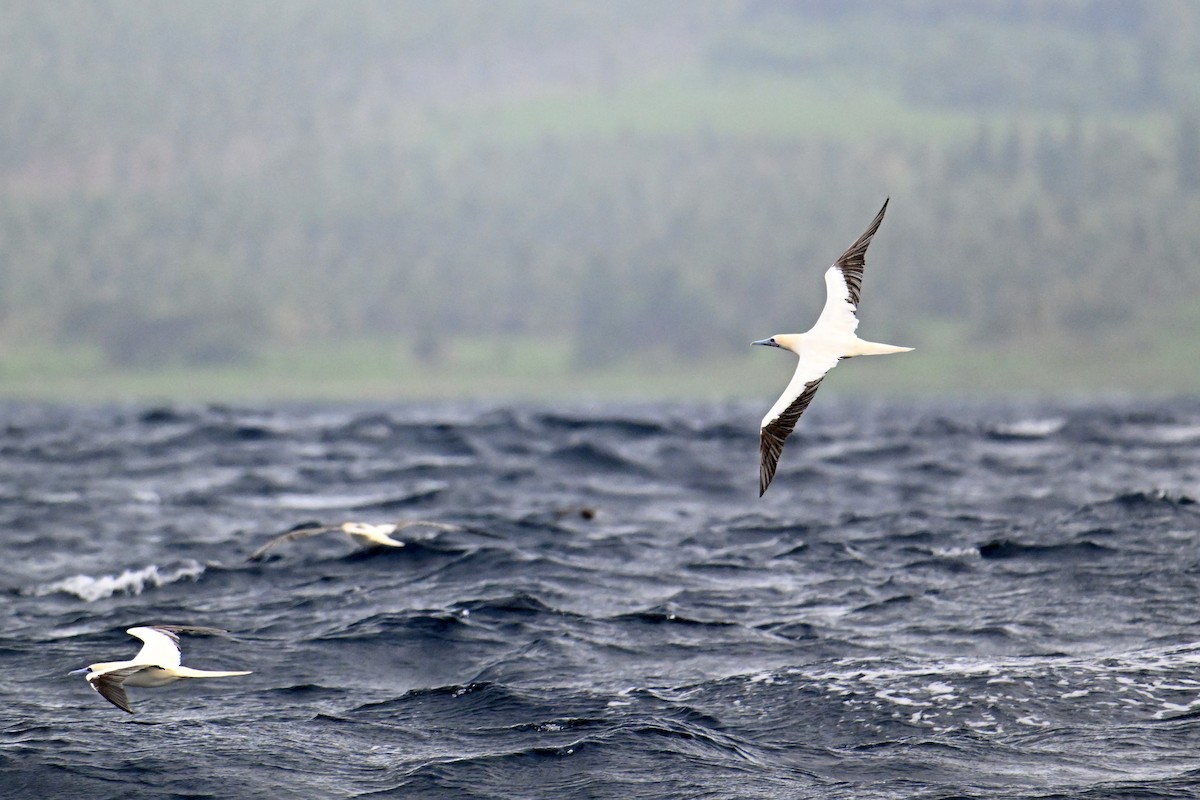 Red-footed Booby - ML640954849