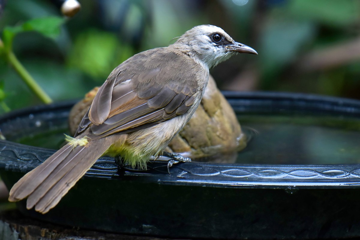 Yellow-vented Bulbul - ML640954856
