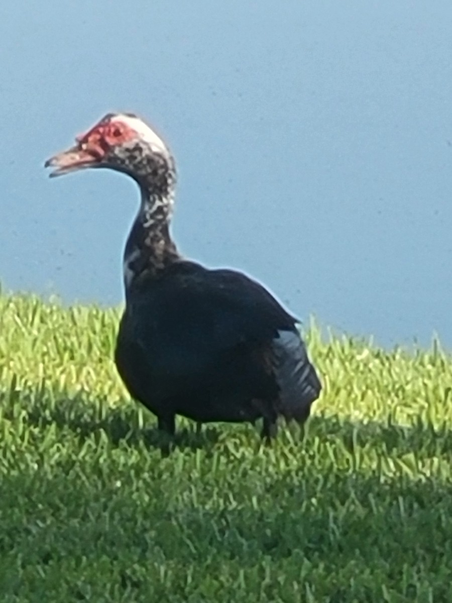 Muscovy Duck (Domestic type) - ML640954879