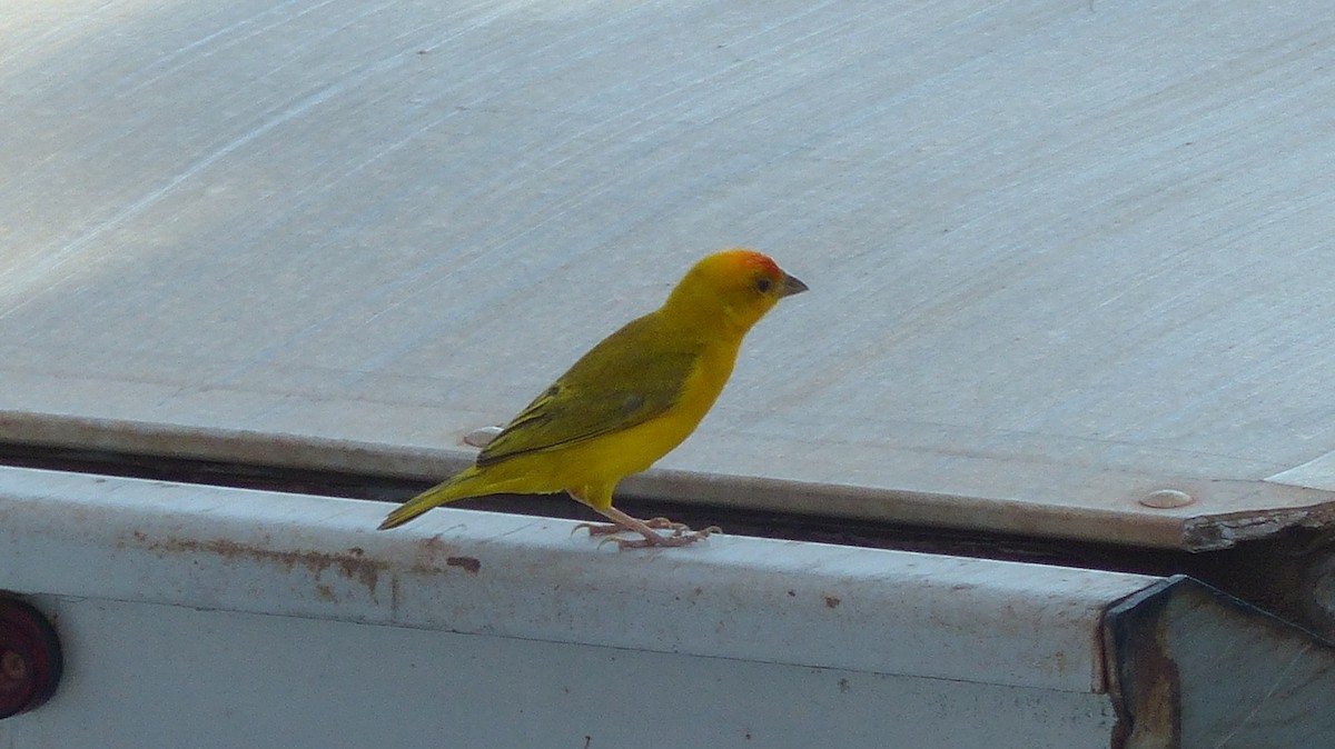 Orange-fronted Yellow-Finch - ML640954898