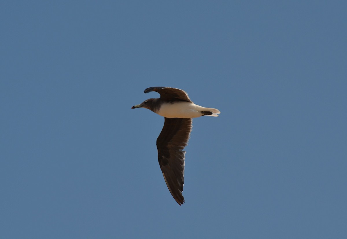 Sooty Gull - ML640954932
