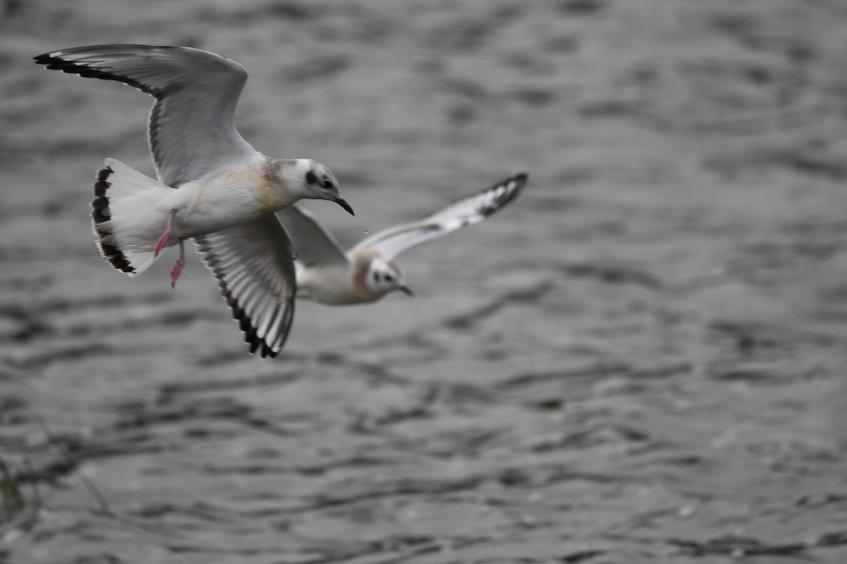 Bonaparte's Gull - ML640954936